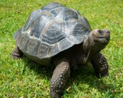 Visitors also enjoy seeing the oldest vertebrate here. The average life of the giant tortoise on this island is more than a hundred years. Also, the g